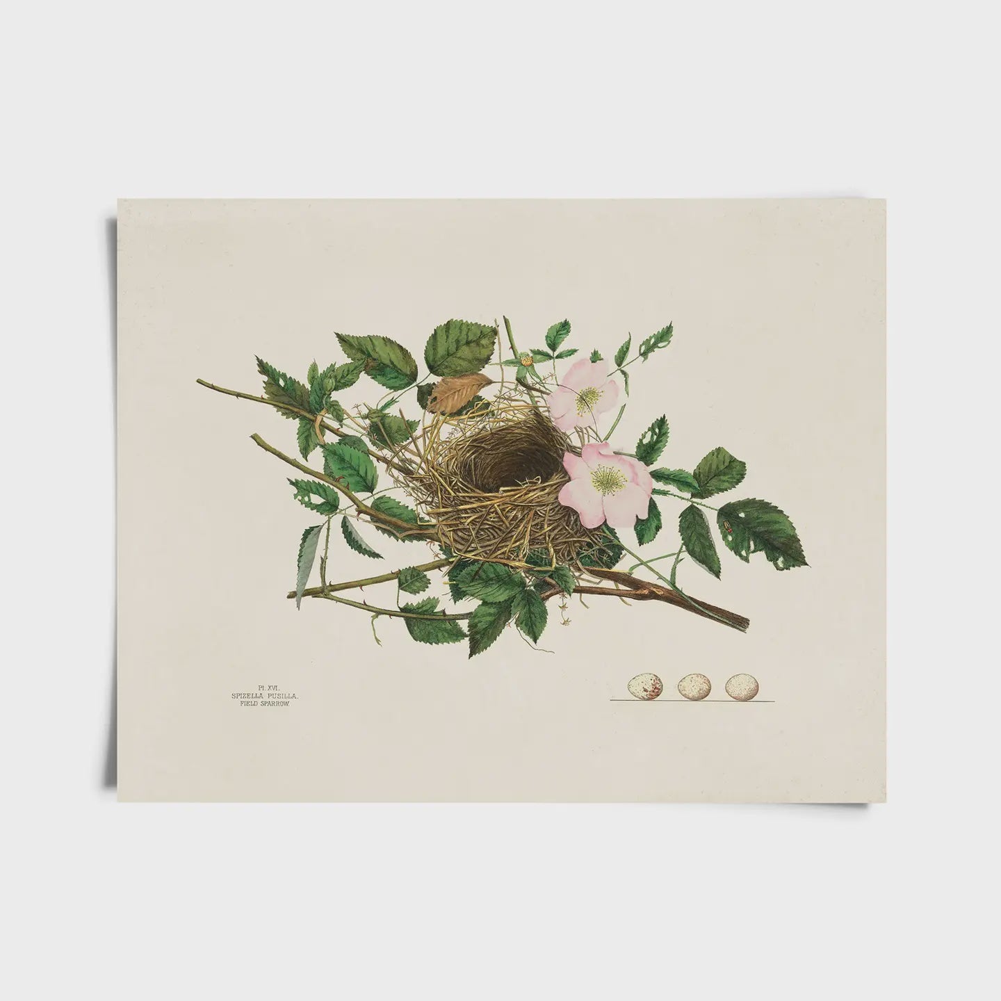 8 x 10" ART PRINT | VINTAGE FIELD SPARROW BIRD NEST