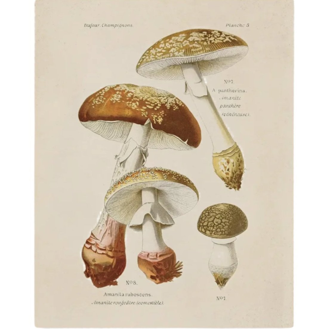 Curious Print Titled Vintage Blusher Mushroom