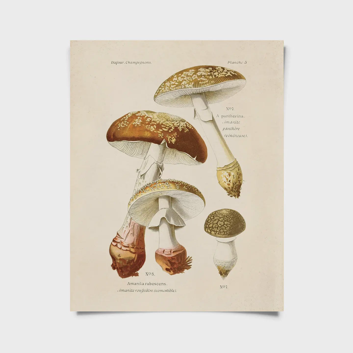 8 x 10" ART PRINT | VINTAGE BLUSHER MUSHROOM