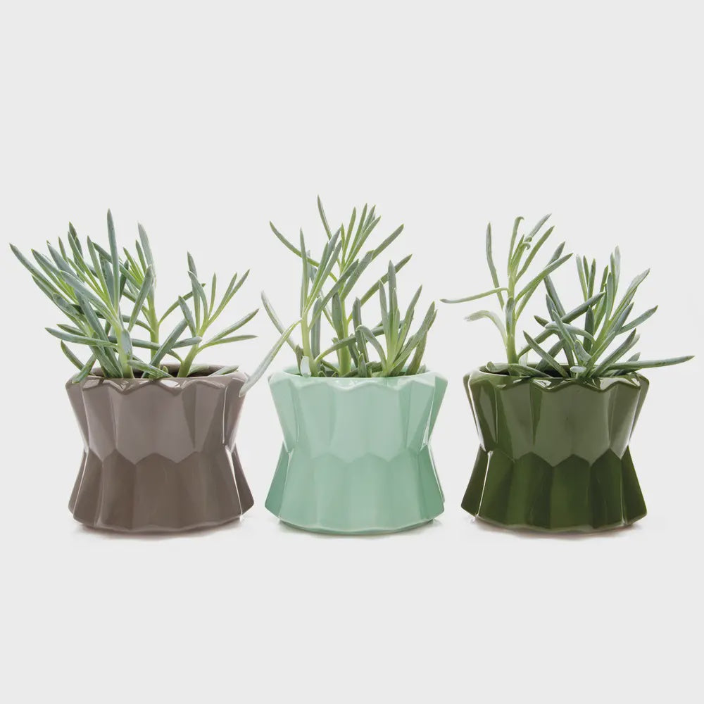LARGE FANG POT