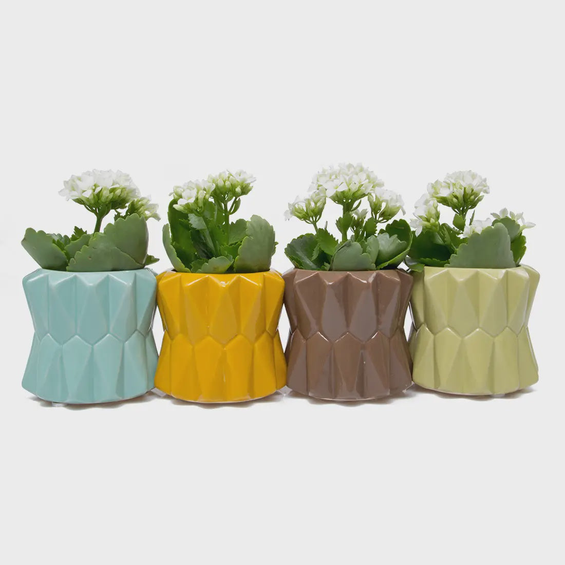 SMALL FANG PLANTER