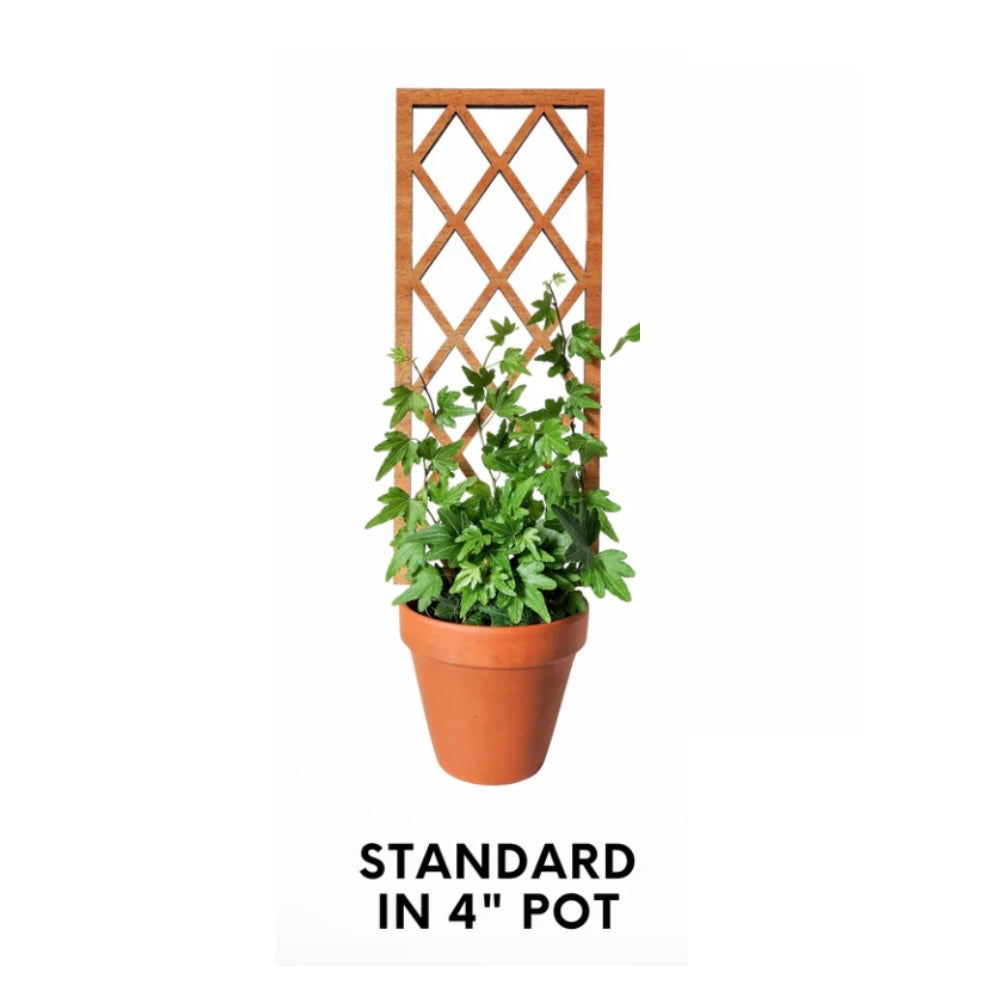 Lattice Trellis Size