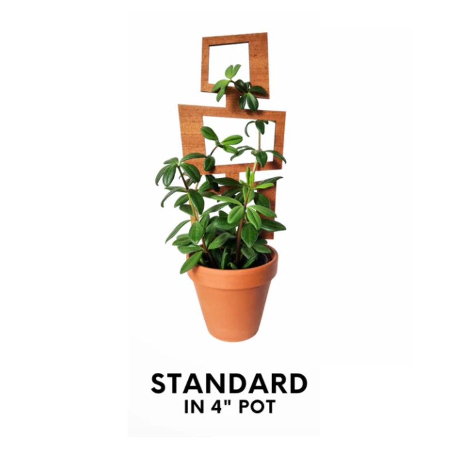 MCM Style rectangular Trellis Size