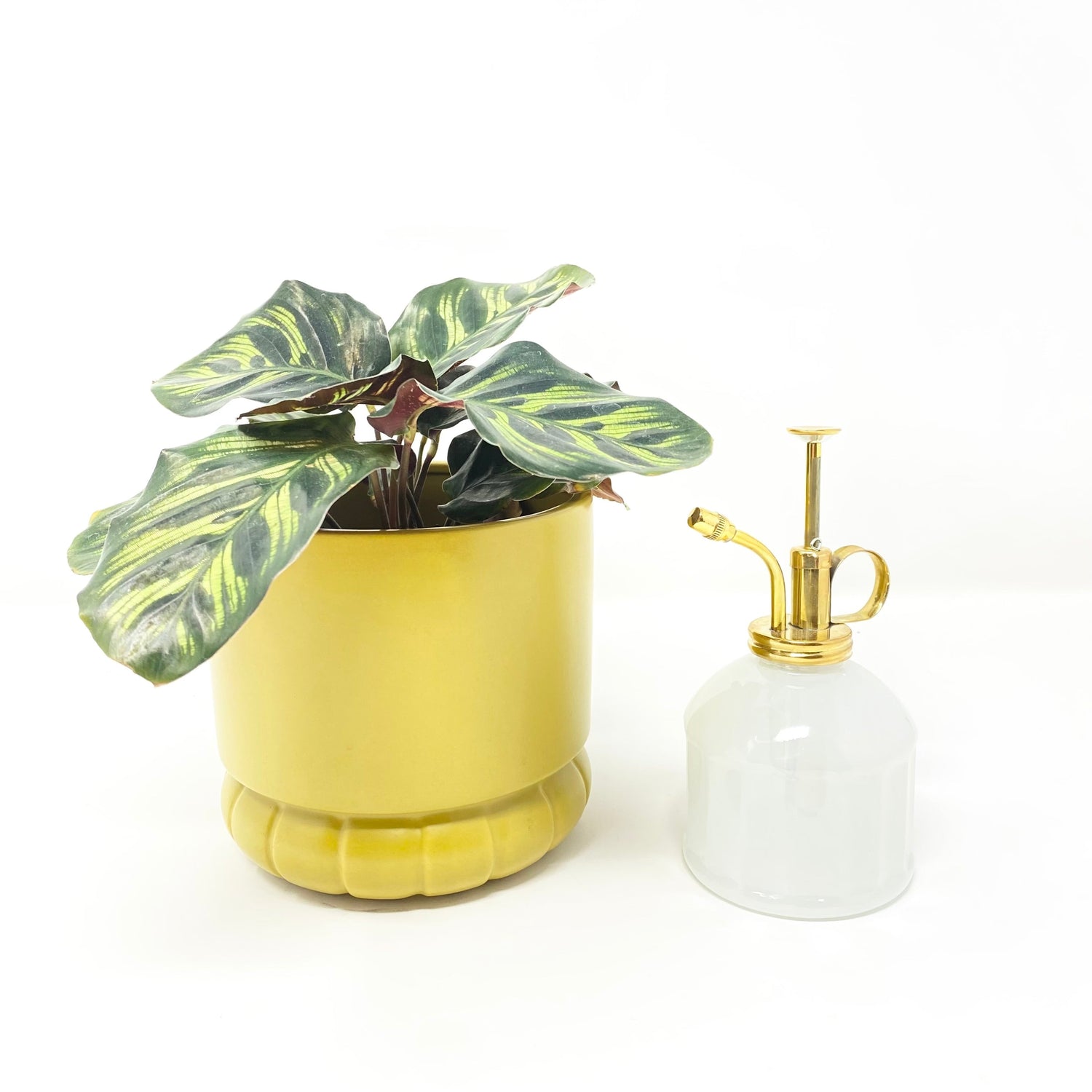 Pots & Plants