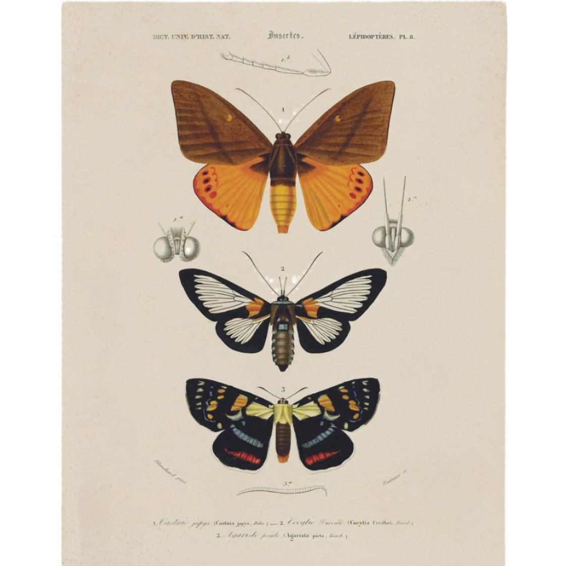 Curious Prints Titled Vintage D'orbigny Moth Insect 