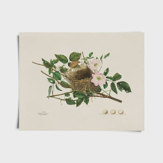 8 x 10" ART PRINT | VINTAGE FIELD SPARROW BIRD NEST
