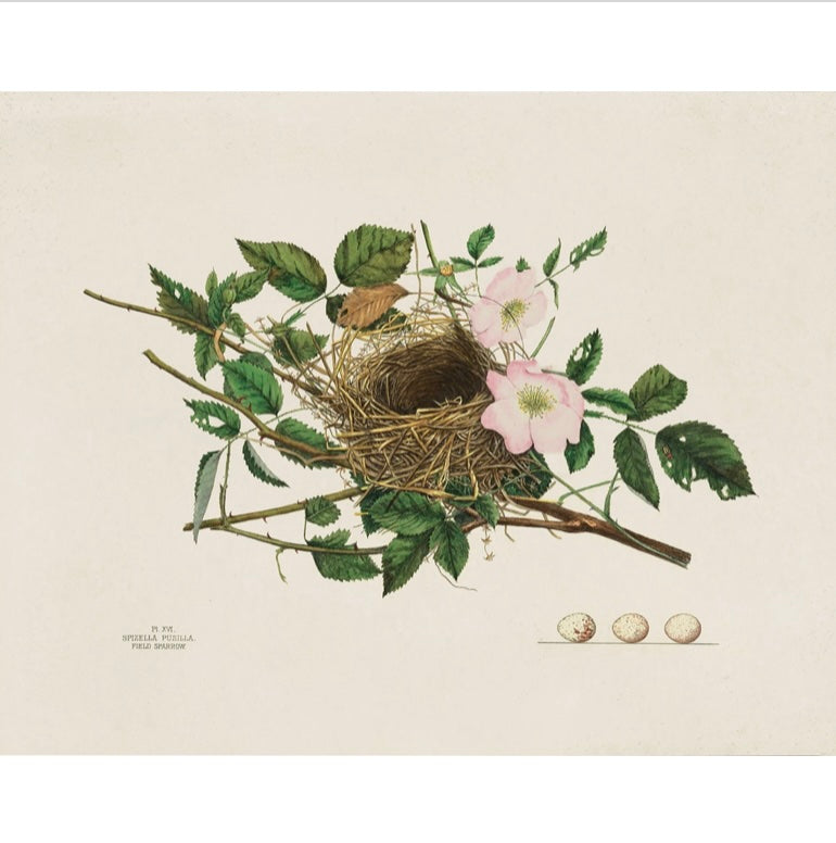 Curious Prints Titled Vintage Field Sparrow Bird Nest
