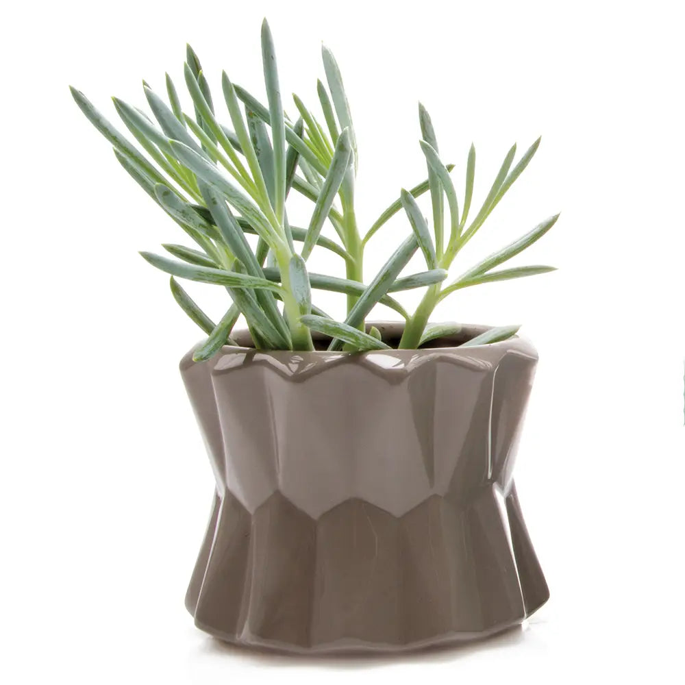 Chive's Big Fang Pot in Grey
