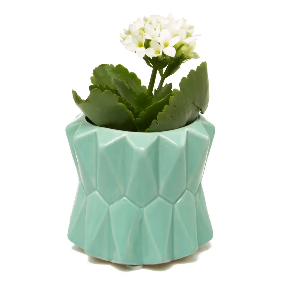 Chive's Small Planter in Mint