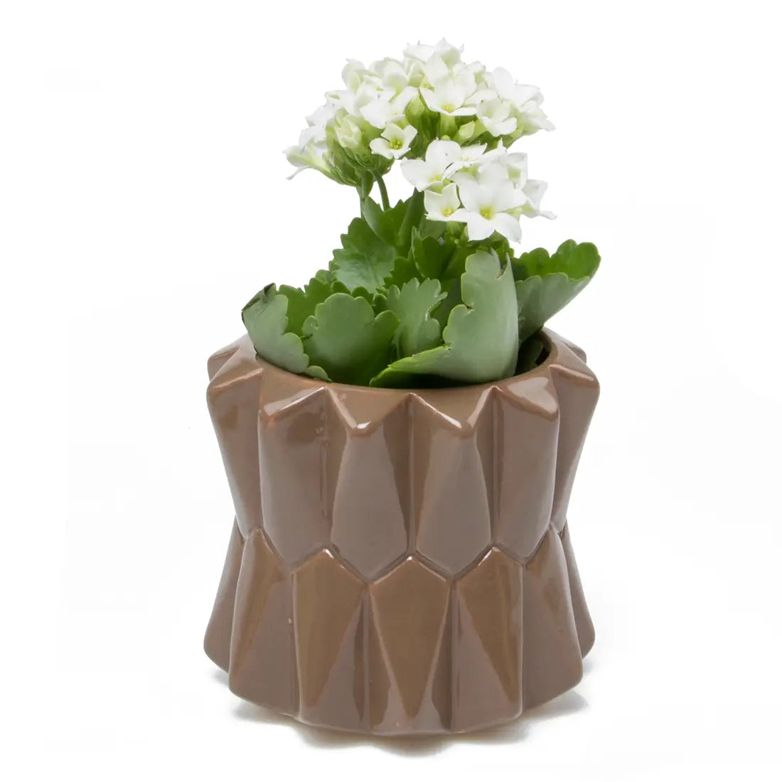 Chive's Small Planter in Mocha
