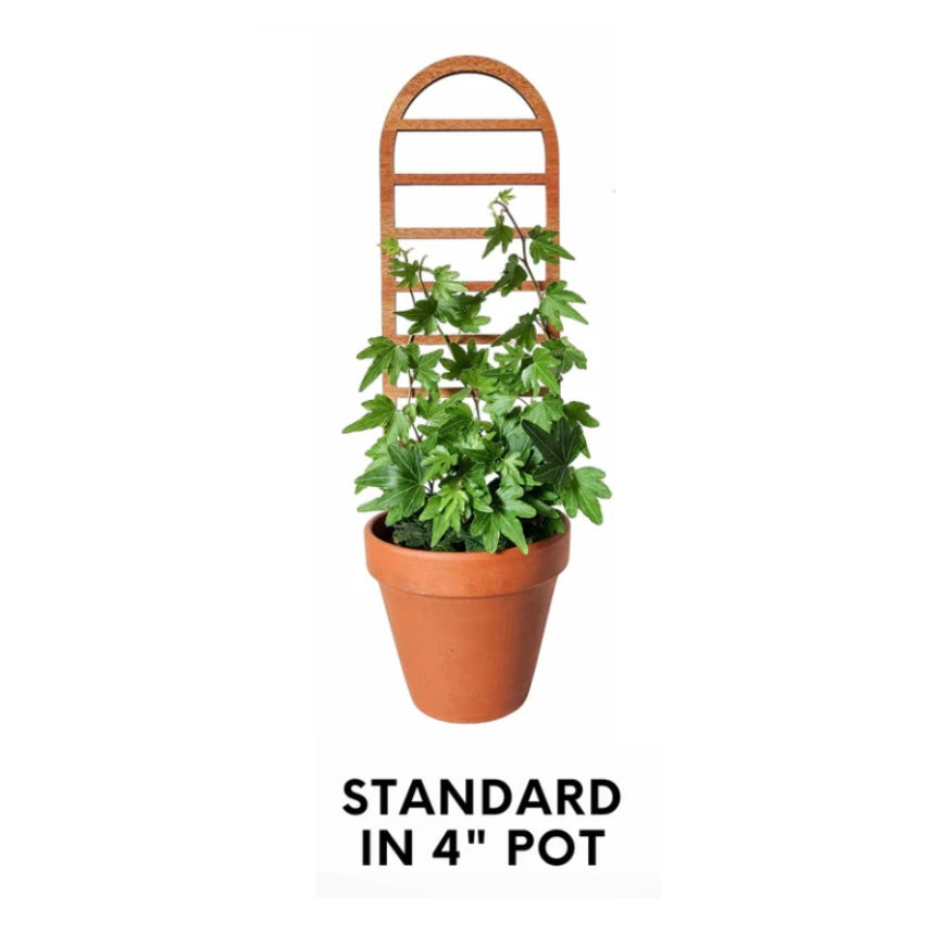 Ladder Style Arch Size 
