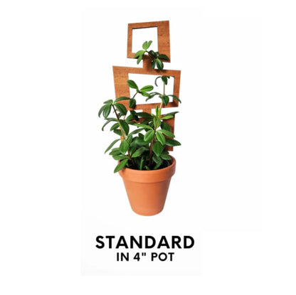 MCM Style rectangular Trellis Size