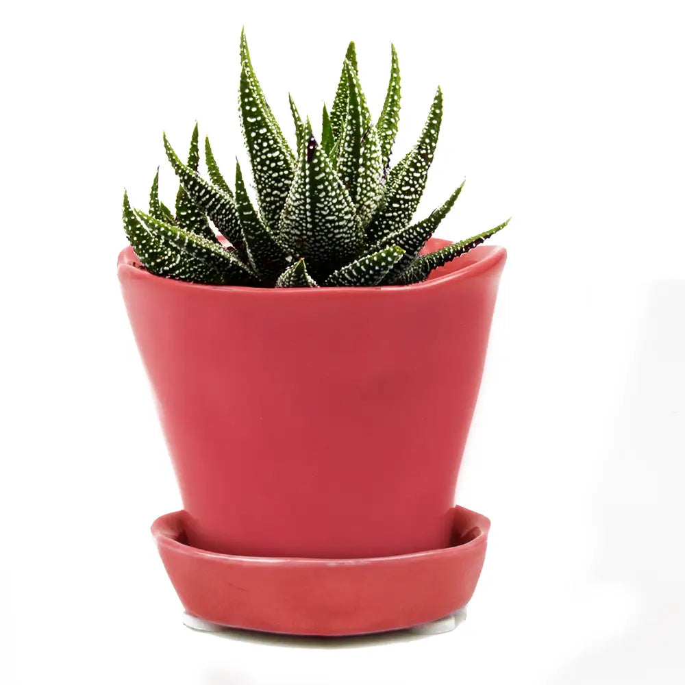 Chive Ceramic Planter in Red