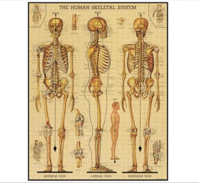 SKELETAL SYSTEM PUZZLE (1000 PIECE)
