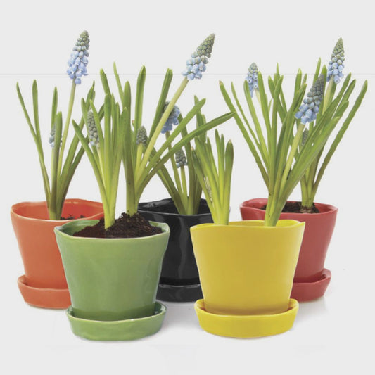 Chive Ceramic Planters