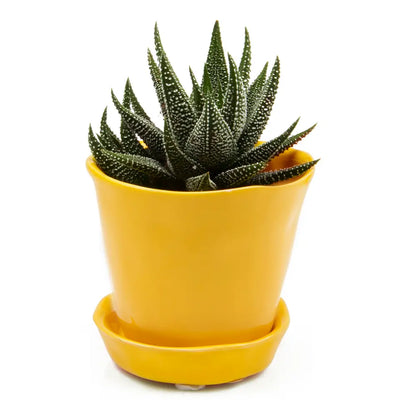 Chive Ceramic Planter in Yellow
